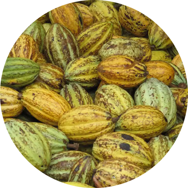 Cocoa
