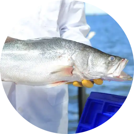 Fish