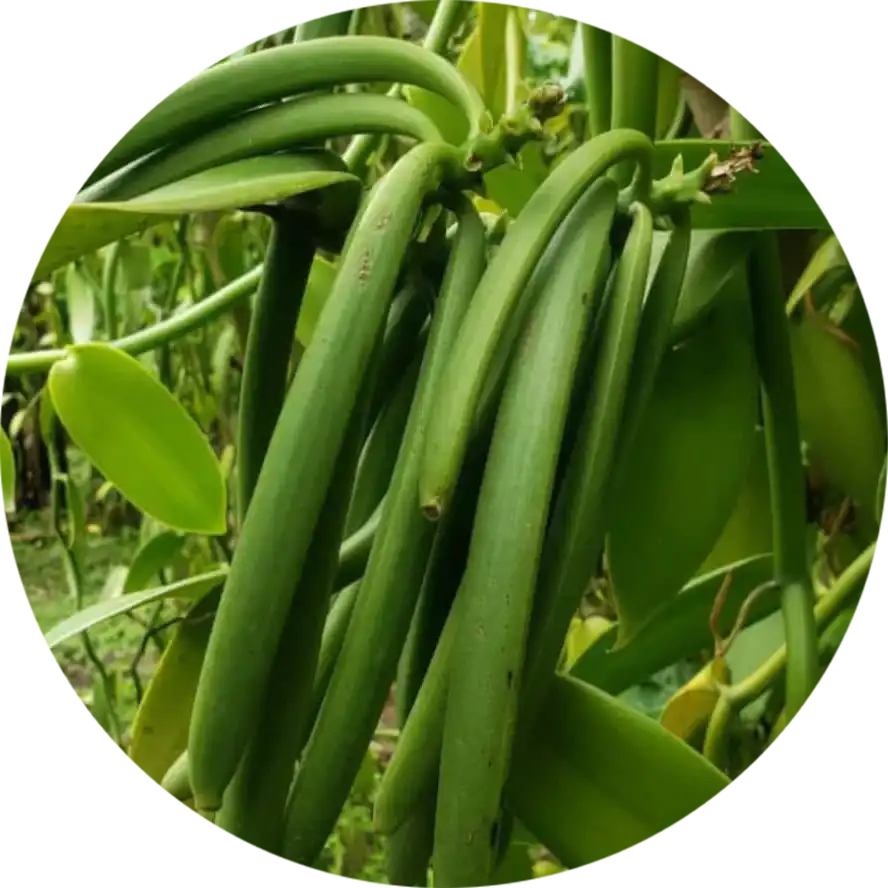 Vanilla